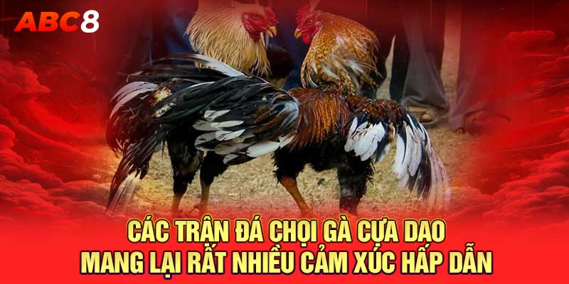 Các trận đá chọi gà cựa dao mang lại rất nhiều cảm xúc hấp dẫn