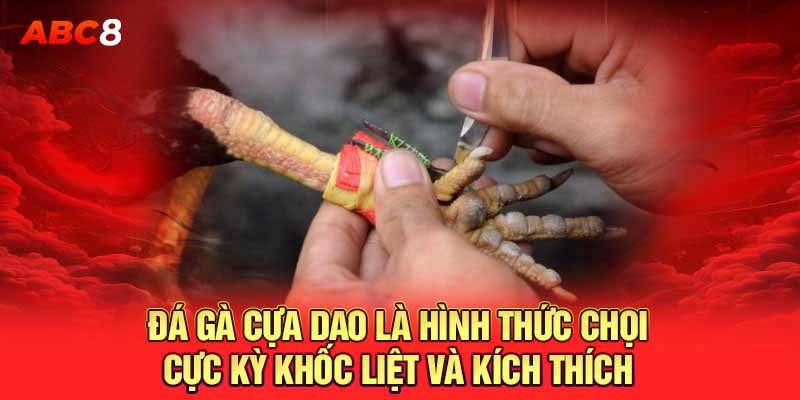 Đá gà cựa dao là hình thức chọi cực kỳ khốc liệt và kích thích