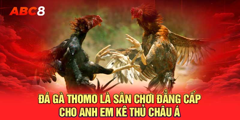 Đá gà Thomo là sân chơi đẳng cấp cho anh em kê thủ châu Á