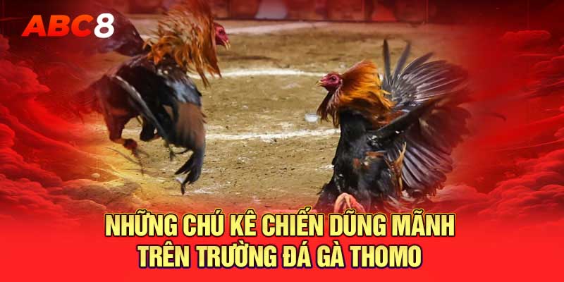 Những chú kê chiến dũng mãnh trên trường đá gà Thomo